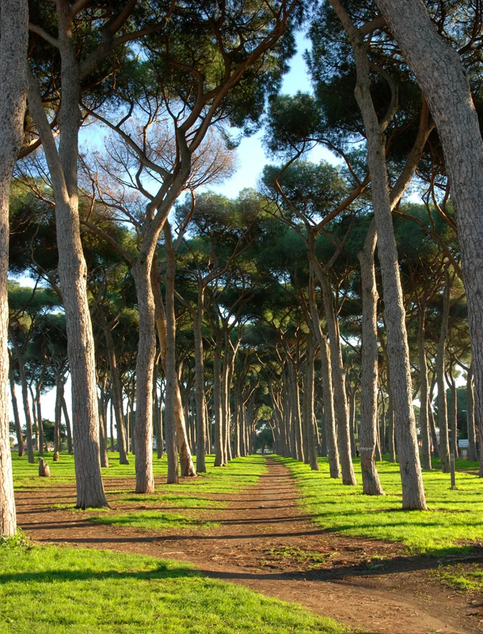Parco Regionale del Pineto